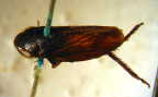 <i>Nigritartessus henriettensis</i> F. Evans, adult male.