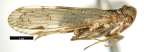 <i>Ozoliarus cuspidistylus</i> Löcker, adult