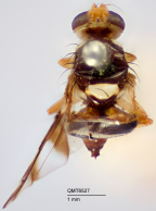 <i>Paraceratitella eurycephala</i> Holotype