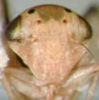 <i>Busoniomimus polydoros</i> (Kirkaldy), facial view of head.