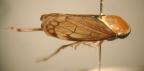 <I>Microtartessus idyia</I> (Kirkaldy), adult male, pale morph.
