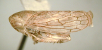 <I>Protartessus woodwardi</I> F.Evans, 1981, adult male.