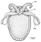 Family Hydromylidae. <i>Hydromyles globulosa</i>.(from Beesley, Ross & Wells 1998) [L. Newman]