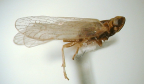 <I>Payastylus kernae</I> Löcker & Fletcher, holotype