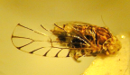 <I>Trypetimorpha aschei  </I>Huang & Bourgoin, macropterous male.