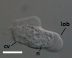<i>Willaertia magna</i> trophozoite, showing contractile vacuole (cv), lobopodium (lob) and nucleus (n). Scale = 20 μm.