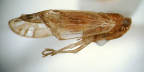 <I>Guttala nickeli</I> Löcker & Larivière, holotype