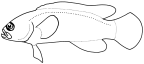 Pseudochromidae: Pseudochrominae