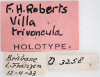 <i>Villa trivincula</i> Holotype label