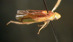 <I>Reuplemmeles hobartensis </I>(Evans), adult male.