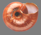 <em>Limesta sheridani</em>, ventral view.