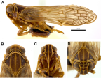 <i>Chidaea carinatus</i> Löcker and Holzinger. A: <i>habitus</i>, B-D: head.