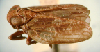 <i>Chlamydopteryx vulturnus</i> (Kirkaldy), type species of <i>Chlamydopteryx</i>.