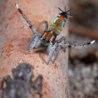 <i>Maratus calcitrans</i> Otto & Hill, 2012