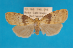 <i>Cyana obscura</i> (Hampson, 1900), female