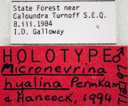 <i>Micronevrina hyalina</i> Holotype label