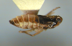 <I>Tarophagus colocasiae </I>(Matsumura), adult female