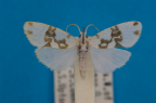 <i>Philenora nudaridia</i> Hampson, 1900, male
