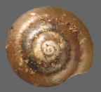 <em>Allenella formalis</em>, dorsal view.
Diameter of shell: 3.5 mm.