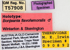 <i>Bonjeania flavofemoralis</i> Holotype label