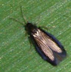 <I>Orphninotrichia gilva</I>, a Lord Howe Island endemic