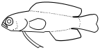 Pseudochromidae: Pseudoplesiopinae