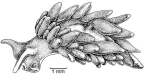 Family Limapontiidae. <i>Ercolania margaritae</i>. (from Beesley, Ross & Wells 1998) [R. Plant]
