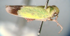 <I>Nephotettix malayanus</I> Ishihara & Kawaze, adult male.