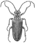 Rhinorhipus tamborinensis