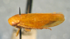 <i>Batracomorphus adventitiosus</i> Evans, adult.