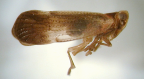 <I>Schuerrera clypeocarinata</I> Löcker & Fletcher, adult