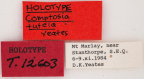 <i>Comptosia tutela</i> Holotype label