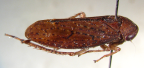 <i>Austrotartessus ianassa</i> (Kirkaldy), type species of <i>Austrotartessus</i> F. Evans.