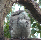 Juvenile Tawny Frogmouth, Melbourne