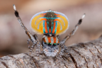 <i>Maratus volans</i> (O.P. Cambridge, 1874)