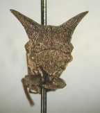 <i>Eufairmairiella curvicaudus</i> (Goding), adult female, frontal view.