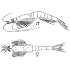 <I>Rhopalophthalmus longipes</I>