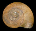 <em>Annabellia assimilans</em>, dorsal view.
Diameter of shell: 17 mm.