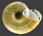 <em>Strangesta confusa</em>, ventral view.