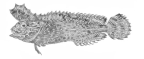 <I>Aploactisoma milesii</I>, holotype of <I>Aploactis milesii</I>