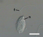<i>Naegleria</i> sp. flagellate stage, showing anterior flagella (f). Scale = 10 μm.