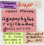 <i>Agapophytus ruficaudus</i> Holotype label