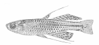 <I>Pseudomugil gertrudae</I> male
