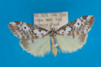 <i>Thallarcha isophragma</i> (Meyrick, 1886), male