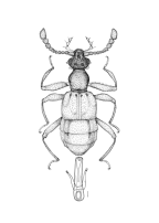 <I>Raphitreus australis </I>Chandler