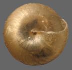 <em>Trocholaoma parvissima</em>, ventral view.