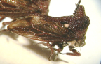 <I>Neocanthuchus barringtonensis</I> Day, holotype male.