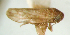 <i>Myrmecophryne formiceticola</i> Kirkaldy, adult.