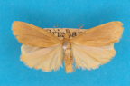 <i>Meteura cervina</i> (T.P. Lucas, 1890), male