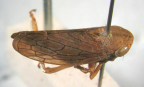<i>Protartessus australis</i> (Walker), adult female.